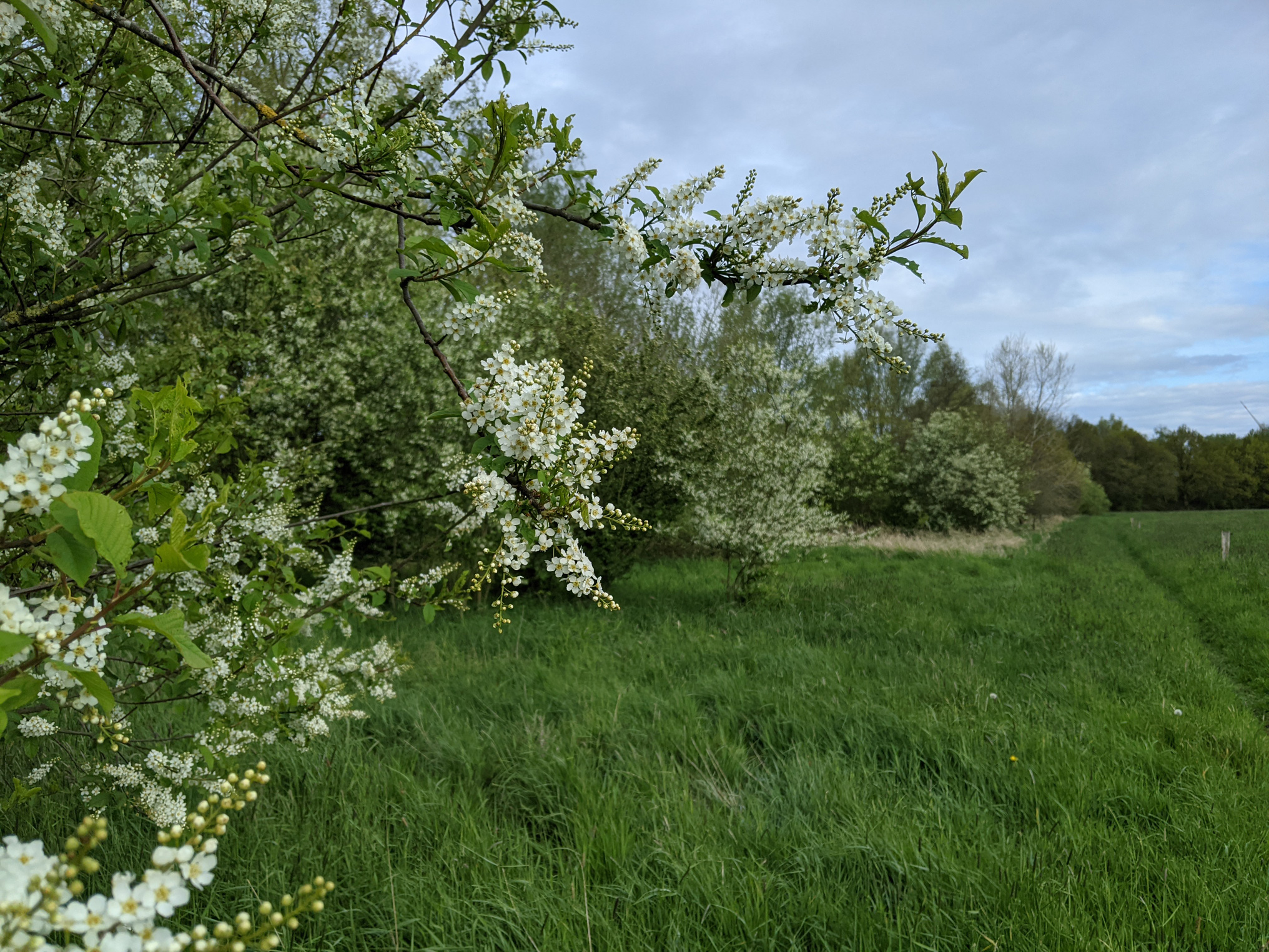 Hecke (Copyright: Sandra Kleine)